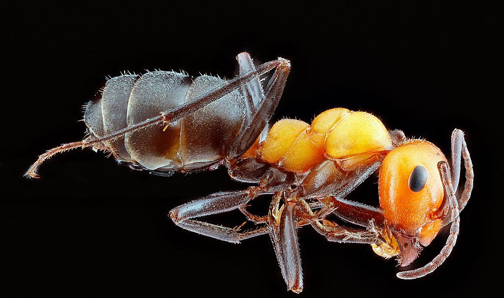 Ant Control service in Jacksonville, FL