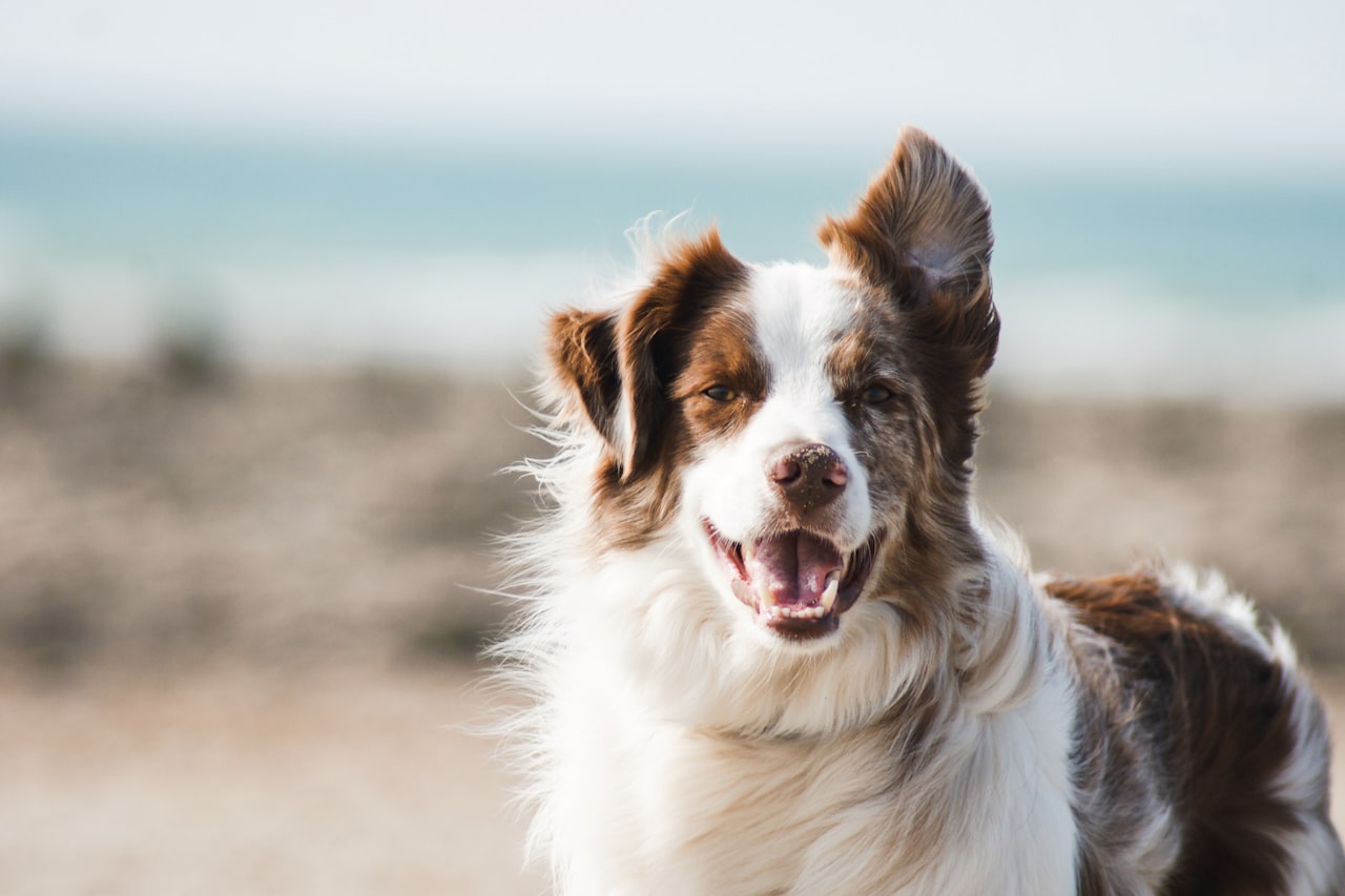 Flea & Tick Control service in Jacksonville, FL