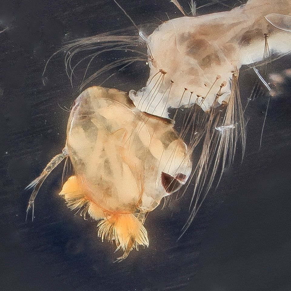 Mosquito Control service in Jacksonville, FL