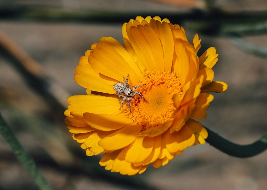 Spider Control service in Jacksonville, FL
